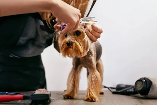 犬のペットサロンで毛づくろい。面白い犬のヘアカットを得ること — ストック写真