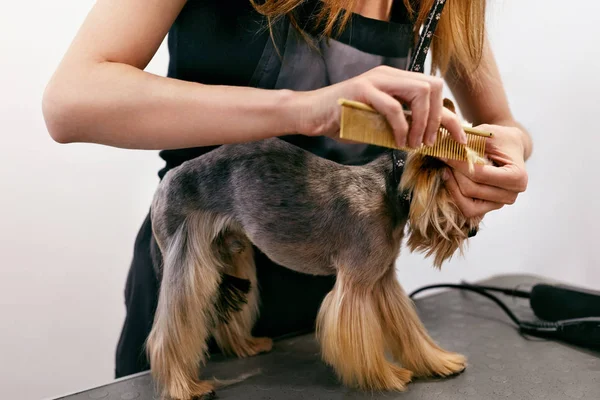 Chien de toilettage. Pet Groomer Brossage Chiens Cheveux avec peigne au salon — Photo