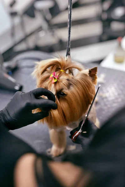 Cão arrumando no salão de animais de estimação. engraçado cão chegando corte de cabelo — Fotografia de Stock