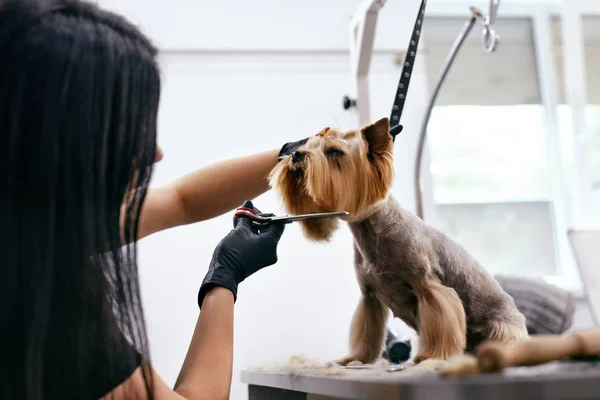 Evde beslenen hayvan Salon de damat köpek. Komik köpek alma saç kesimi — Stok fotoğraf