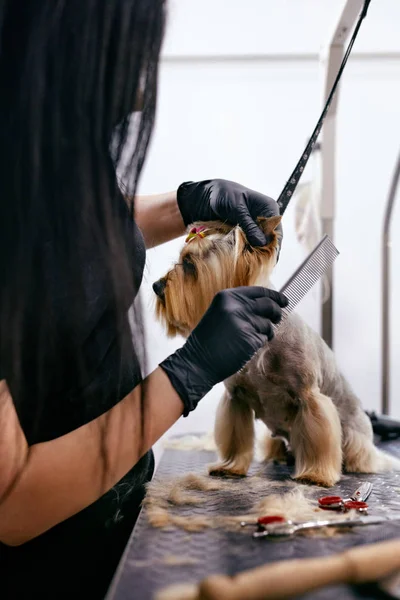 Het verzorgen van honden. Huisdier Groomer borstelen honden haren met kam op Salon — Stockfoto