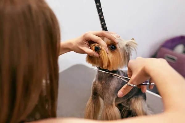 Hund Grooming på Pet Salon. Rolig hund att få frisyr — Stockfoto