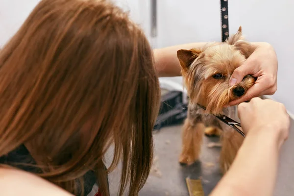 Σκύλος παίρνει μαλλιά κομμένα στο Pet Spa καλλωπισμός Salon. Κοντινό πλάνο του σκύλου — Φωτογραφία Αρχείου