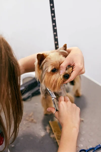 Hond krijgt haar geknipt in huisdier Spa Salon verzorgen. Close-up van hond — Stockfoto