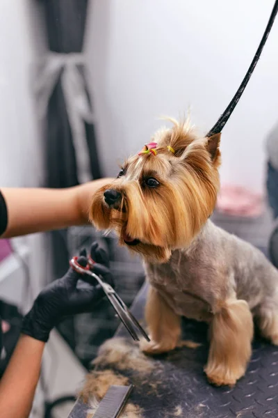 Dog Obtém corte de cabelo no Pet Spa Grooming Salon. Fechar de Cão — Fotografia de Stock