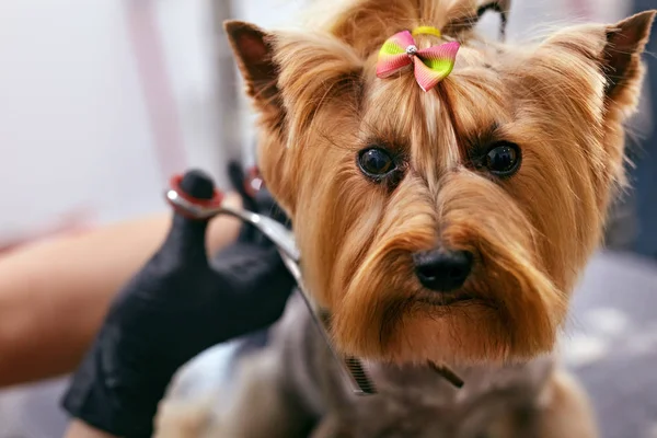 Dog Gets Hair Cut At Pet Spa Grooming Salon. Closeup Of Dog Face While Groomer Cutting Hair With Scissors. High Resolution