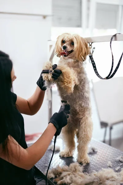 Hårklippning. Groomer Grooming Dog med trimmer på Pet Salon — Stockfoto