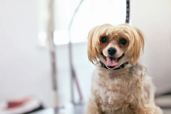Pies w Pet Grooming Salon. Szczęśliwy zabawny zwierzę w Pet Spa Salon — Zdjęcie stockowe
