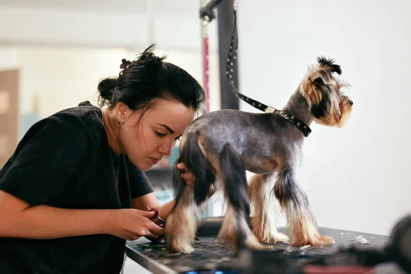 PET Grooming Salon. Hund få hår klipp på djur spasalong — Stockfoto
