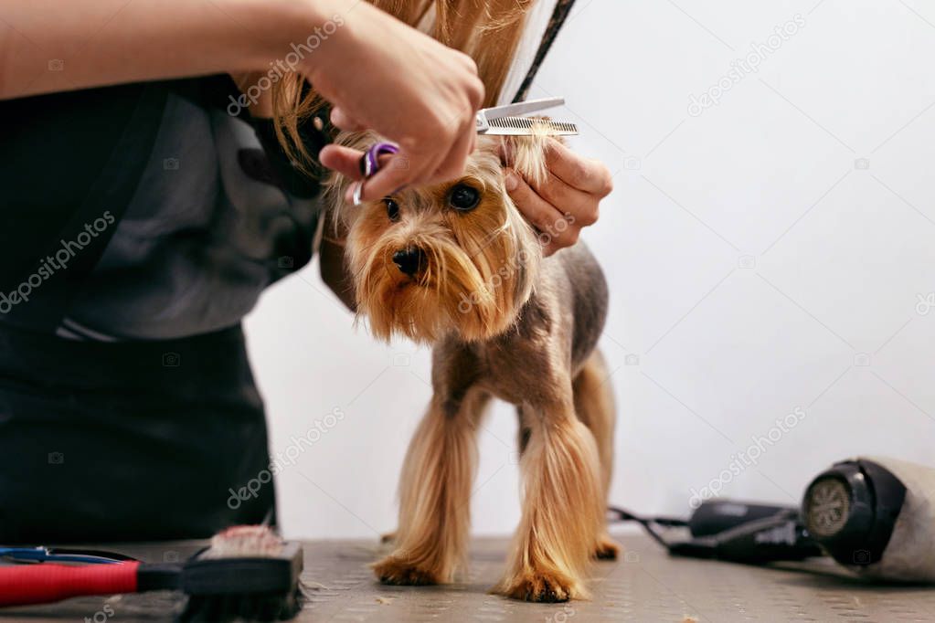 Dog Grooming At Pet Salon. Funny Dog Getting Haircut