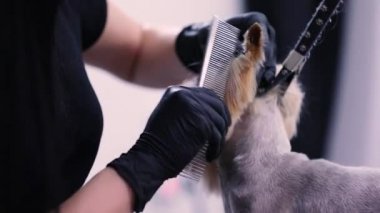 Evcil hayvan, köpek saç kesimi. Damat kesme köpek kılı makası ile