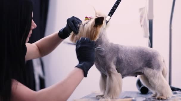 Cão arrumando no salão de animais de estimação. engraçado cão chegando corte de cabelo — Vídeo de Stock
