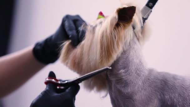 Груминг. Dog Gets Hair Cut at Pet Spa Salon — стоковое видео