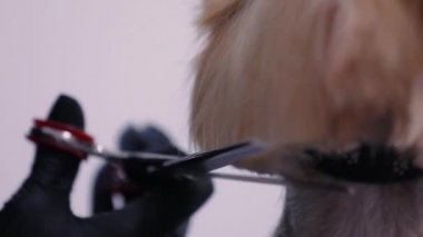 Evde beslenen hayvan damat. Köpek saç kesimi makas Closeup ile Başlarken