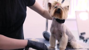 Evde beslenen hayvan Salon de damat köpek. Komik köpek alma saç kesimi