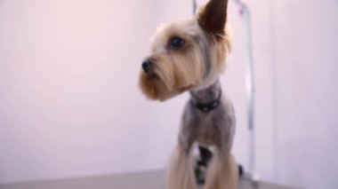 Evcil hayvan bakım, saç kesimi masada köpekle