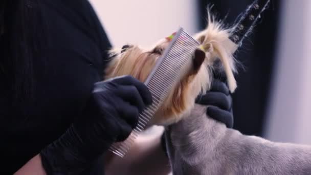 Σκύλος Ενεδρεύουν στο κατοικίδιο ζώο σαλόνι. Ιπποκόμος βούρτσισμα με χτένα κινηματογράφηση σε πρώτο πλάνο — Αρχείο Βίντεο