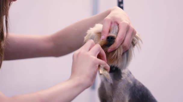 Hond op de Salon van de huisdier het verzorgen. Groomer borstelen met kam Closeup — Stockvideo