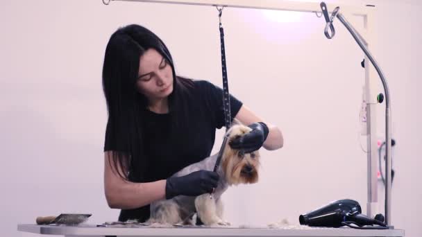 犬のペットサロンで毛づくろい。面白い犬のヘアカットを得ること — ストック動画