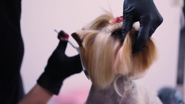 Corte de pelo de perro en el salón de mascotas. Groomer corte de pelo de perro con tijeras — Vídeos de Stock