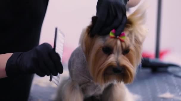 Taglio di peli di cane al salone degli animali. Groomer taglio cane peli con forbici — Video Stock