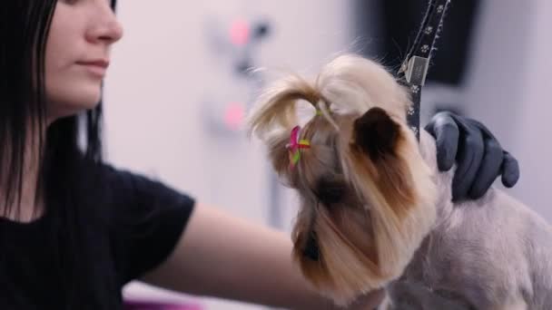 Σκύλος Ενεδρεύουν στο κατοικίδιο ζώο σαλόνι. Αστείο σκύλο να πάρει κούρεμα — Αρχείο Βίντεο