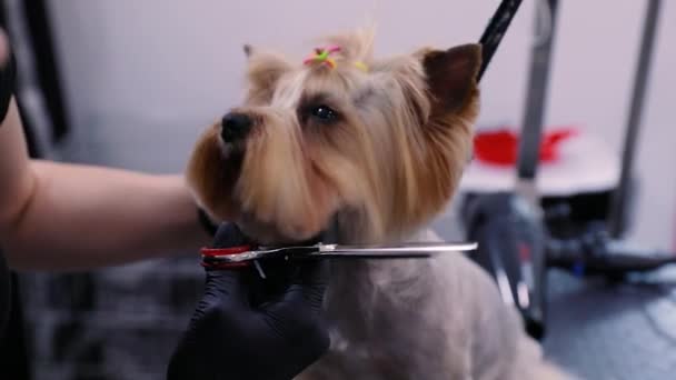 美容。狗获取剪发宠物水疗沙龙特写镜头 — 图库视频影像