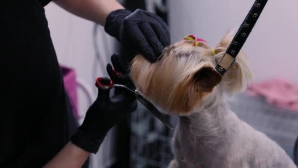 A arrumar. Cão recebe corte de cabelo no salão de beleza Pet Spa Closeup — Vídeo de Stock