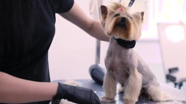 Aseo para perros en el salón de mascotas. Divertido perro consiguiendo corte de pelo — Vídeos de Stock