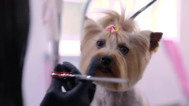 Груминг. Dog Gets Hair Cut at Pet Spa Salon — стоковое видео