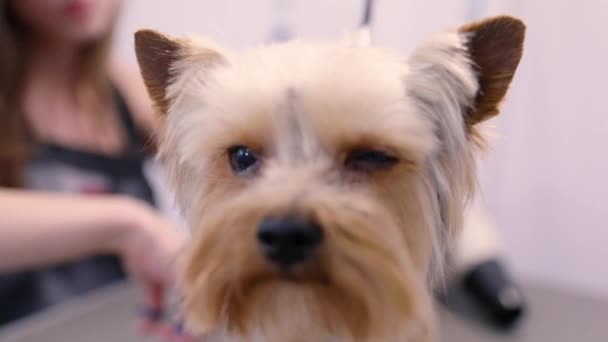 Aseo de mascotas. peluquero cepillado perro divertido con peine en el salón — Vídeo de stock