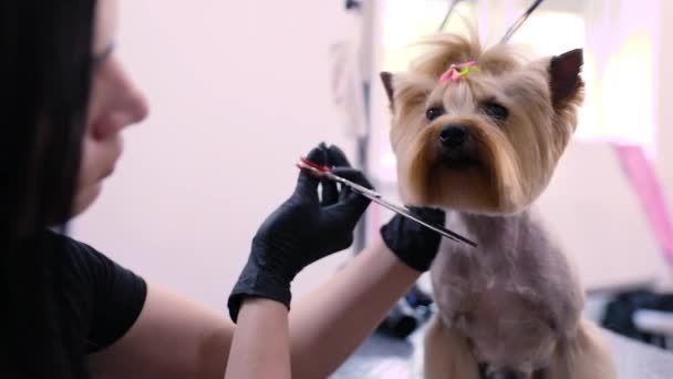 Toilettage des chiens au salon des animaux de compagnie. Chien drôle Obtenir coupe de cheveux — Video