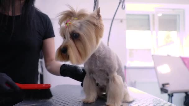 Het verzorgen van honden. Schattig Yorkshire Terrier met kapsel op Salon — Stockvideo
