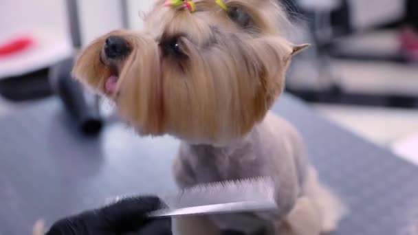 狗在宠物沙龙的美容。与梳子特写镜头的梳妆台刷 — 图库视频影像