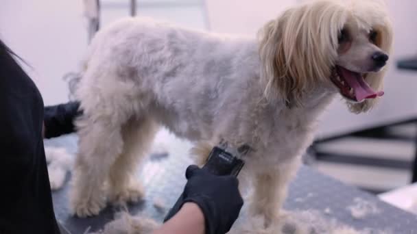Cão no salão de arrumação de animais de estimação recebendo corte de cabelo com aparador — Vídeo de Stock