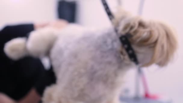 Hund im Tierpflegesalon bekommt Haare mit Trimmer geschnitten — Stockvideo