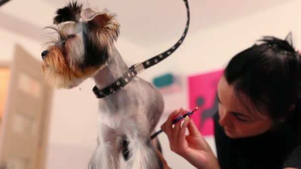 Haustierpflegesalon. Hund lässt sich im Animal-Spa-Salon die Haare schneiden — Stockvideo