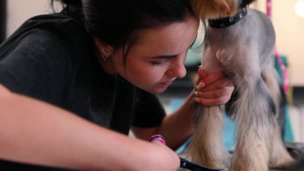 宠物美容沙龙。狗在动物水疗沙龙理发 — 图库视频影像