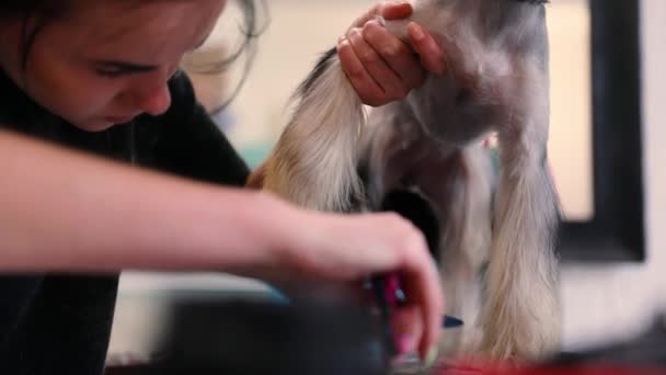 Curare i cani. Yorkshire Terrier farsi tagliare i capelli al salone degli animali domestici — Video Stock