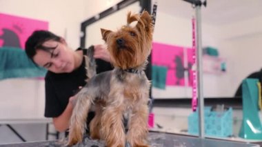 Salon damat. Köpek saç almak evde beslenen hayvan Spa Salon de kesmek