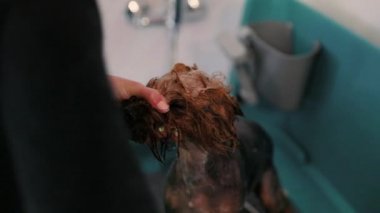 Evde beslenen hayvan damat. Damat köpek şampuanı salonu ile yıkama