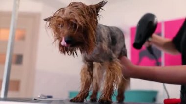 Köpek bakım. Evde beslenen hayvan damat ile kurutma ıslak Terrier saç kurutma