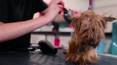 Evde beslenen hayvan damat. Fırçalama ve kurutma damat ıslak köpek ile kurutma