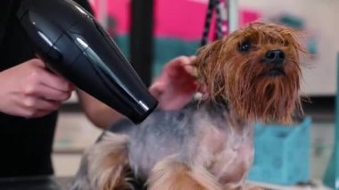 Evde beslenen hayvan damat. Fırçalama ve kurutma damat ıslak köpek ile kurutma