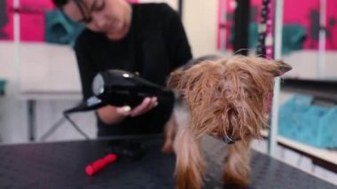 Evde beslenen hayvan damat. Fırçalama ve kurutma damat ıslak köpek ile kurutma