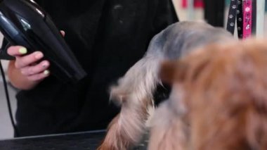 Köpek bakım. Evde beslenen hayvan damat ile kurutma ıslak Terrier saç kurutma
