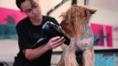 Köpek bakım. Evde beslenen hayvan damat ile kurutma ıslak Terrier saç kurutma