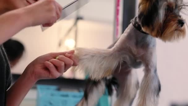 Σκύλος Ενεδρεύουν. Yorkshire Terrier να πάρει τα μαλλιά κομμένα στο κατοικίδιο ζώο σαλόνι — Αρχείο Βίντεο