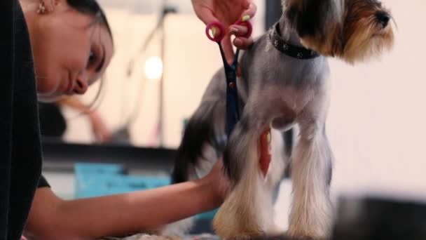 Pet Grooming Salon. Pies coraz włosy cięte w salonie Spa zwierząt — Wideo stockowe