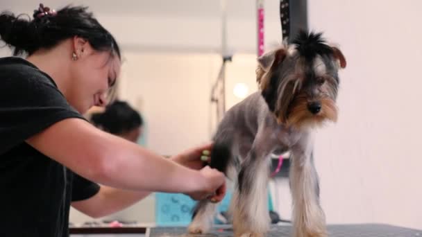 Salón de peluquería de mascotas. Perro consiguiendo corte de pelo en Animal Spa Salon — Vídeos de Stock